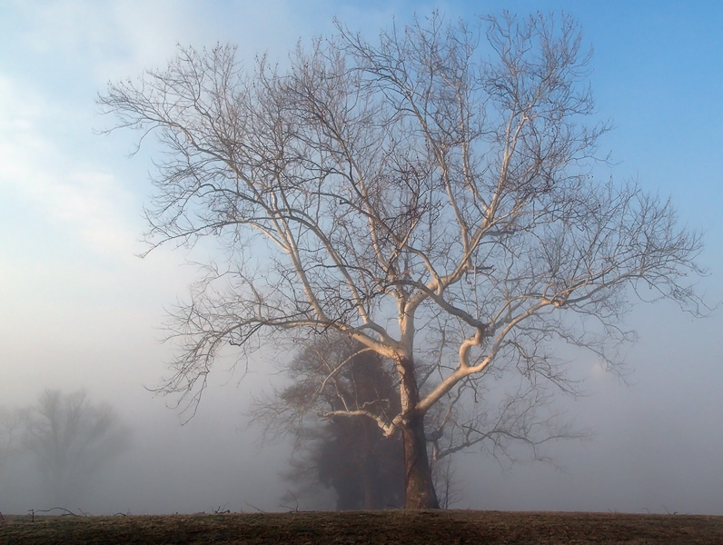 Sycamore in Fog<br><b> by Drummer