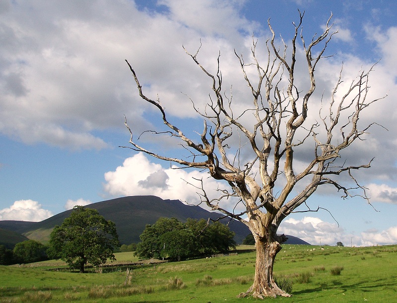 Tree With A Story To Tell<br><b>bySparkyDave