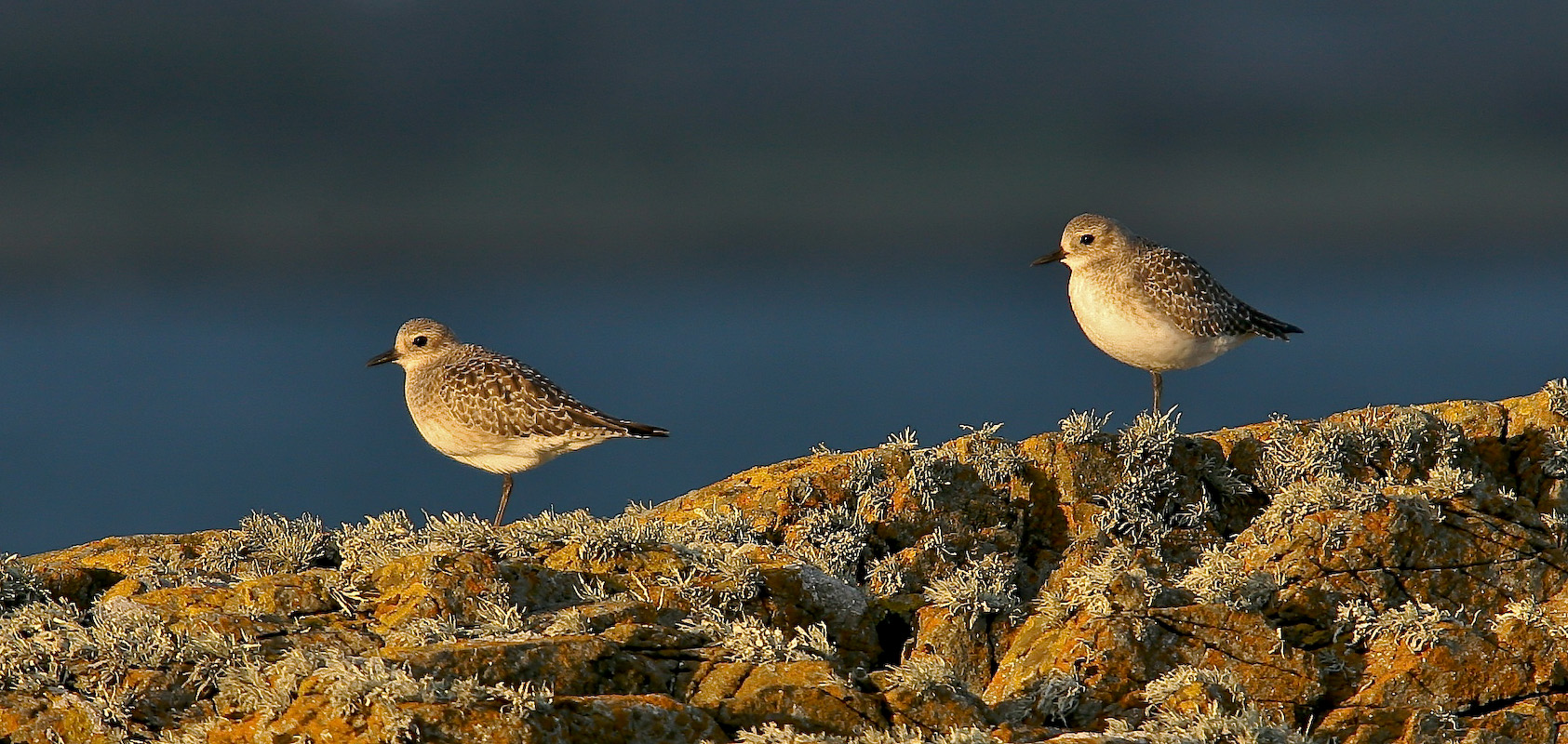 Grey Plover