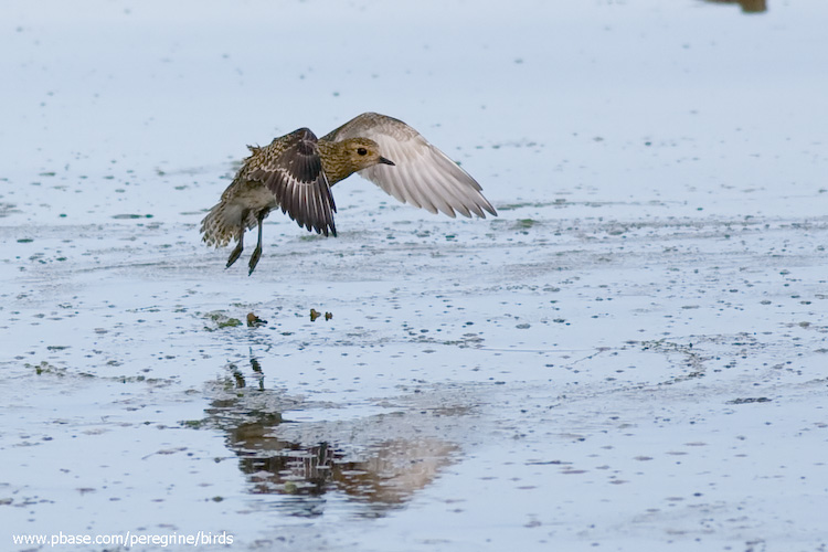 Golden Plover