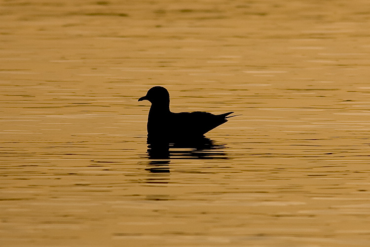 Black Headed Gull Silhouette