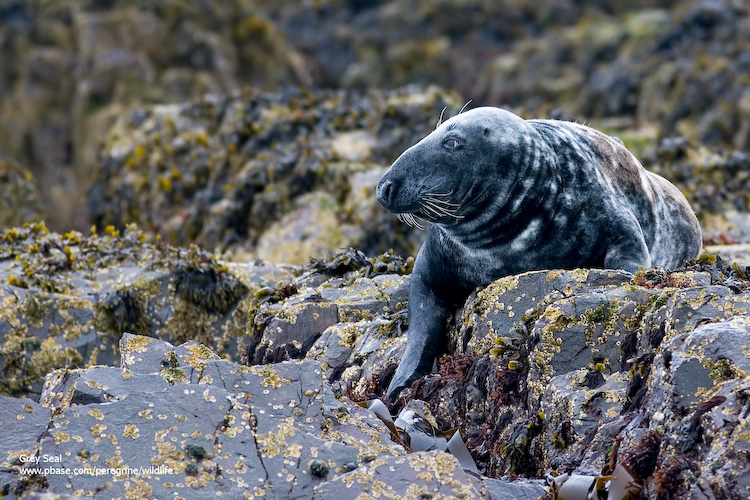 Grey Seal