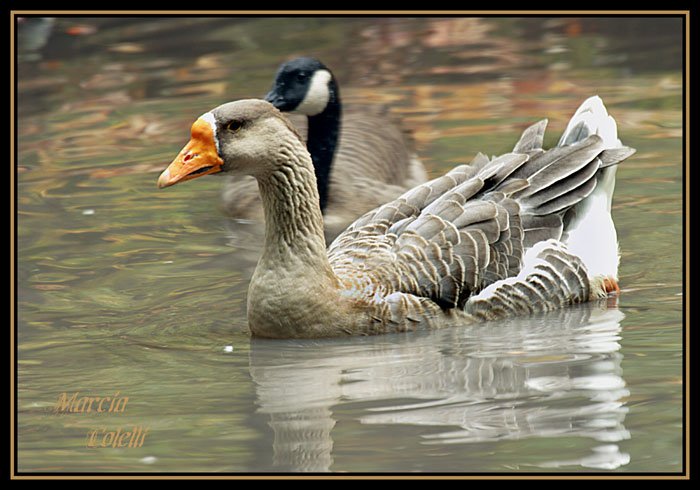 GREATER WHITE FRONTED GOOSE-1426.jpg