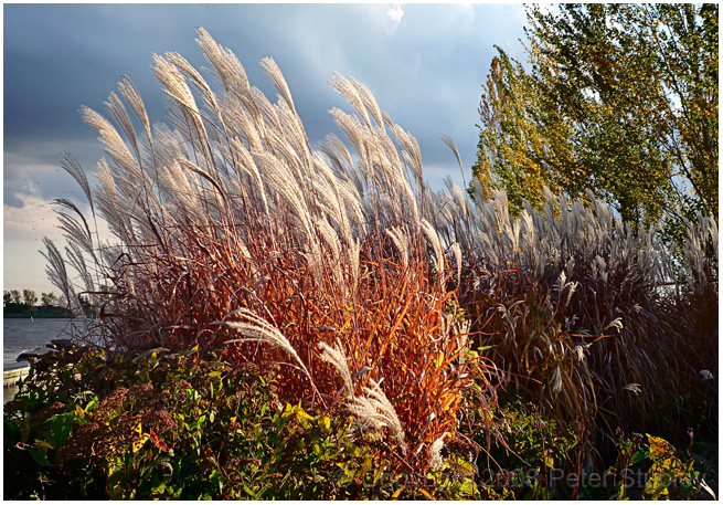 Ornamental grass,