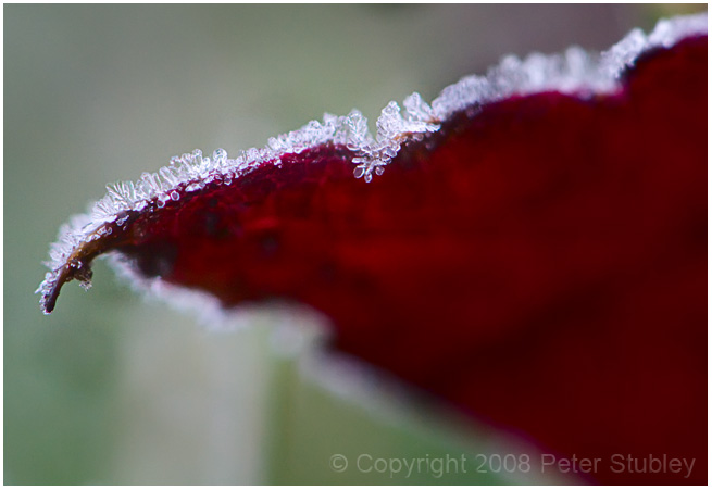 First frost (frozen droplets).