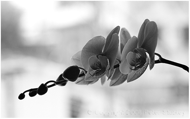 New lens:  Nikon 85mm f1.4.