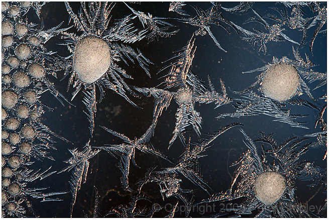 More frozen fractals.