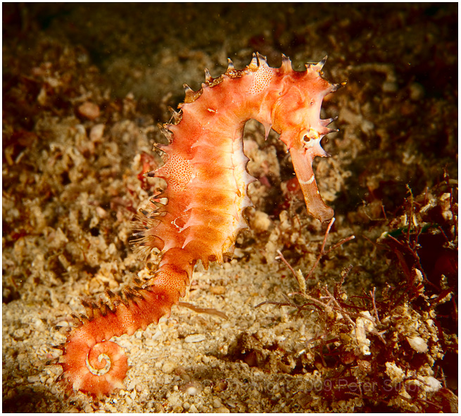Seahorse, Puerto Galera.