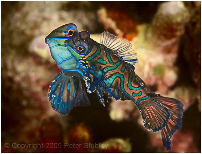 Mating mandarin fish.