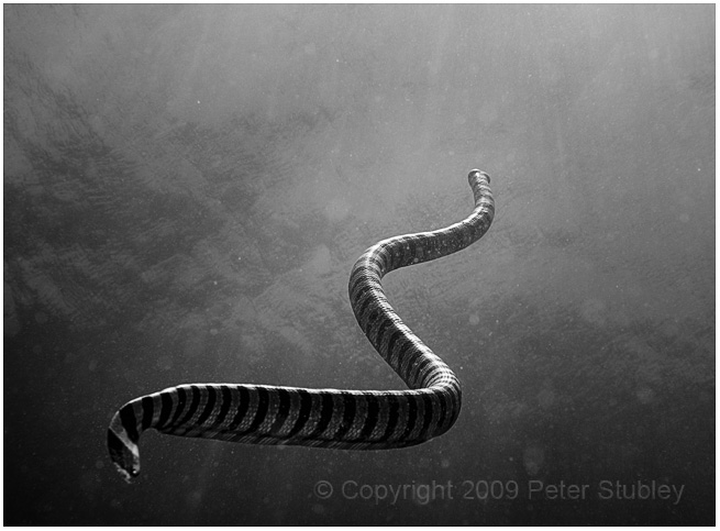 Surfacing sea snake.
