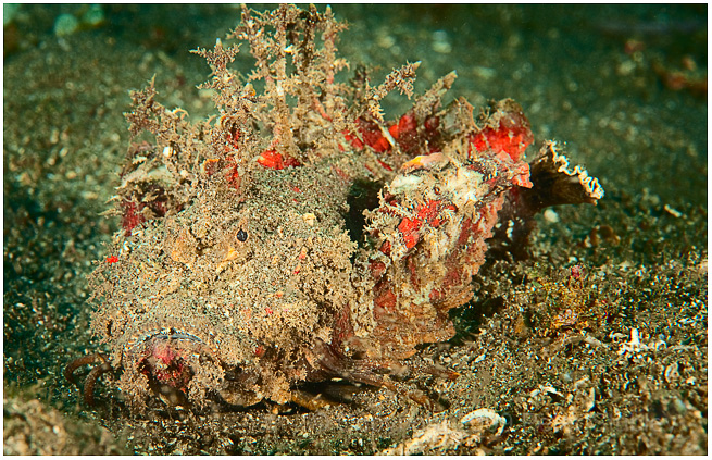 Devil scorpionfish.