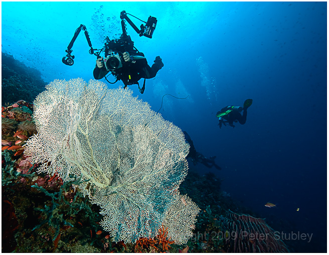 Seafan.