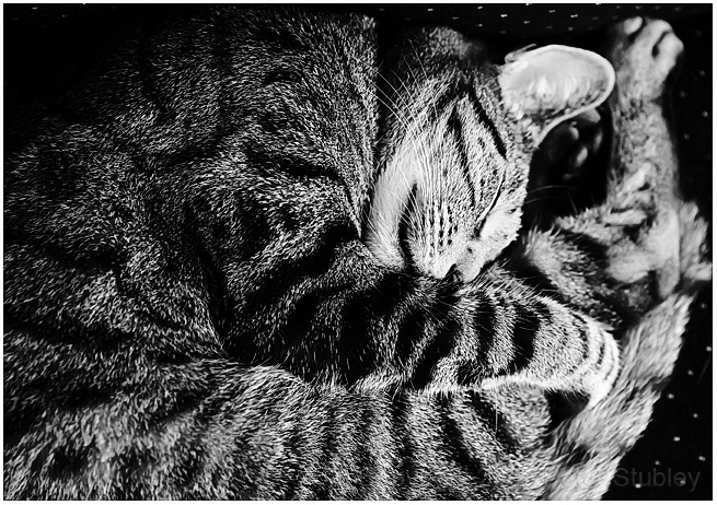 Fur ball.