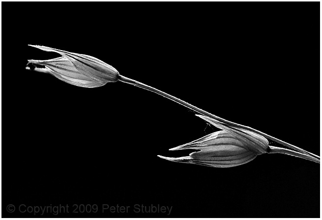 Macro grass.
