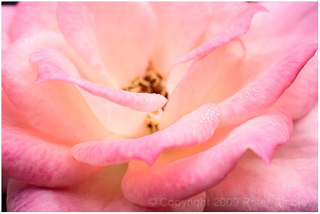Dewy rose petals.
