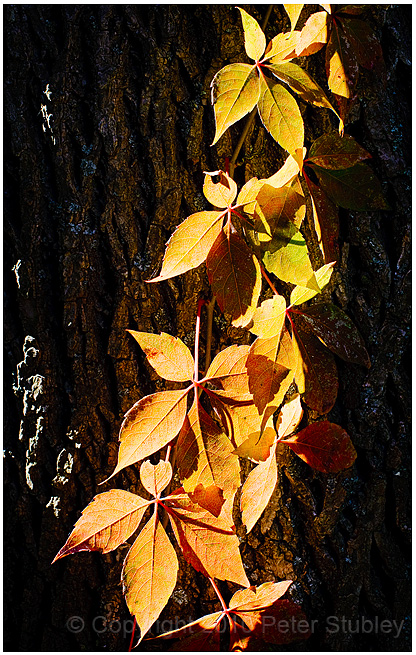 Virginia creeper creeping.