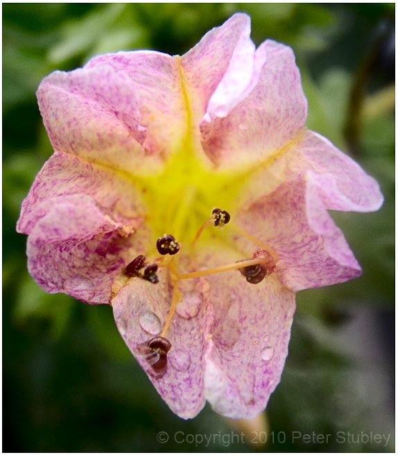 Just a flower on a rainy day.  Nothing fancy.