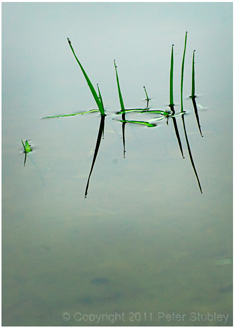 Grass reflections.