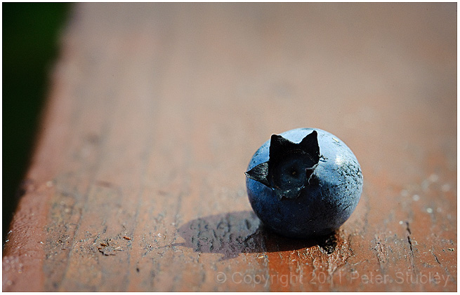 Le bleuet.