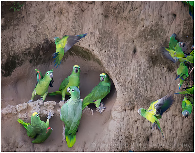 Parrot lick.