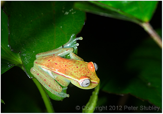 Glass tree frog.