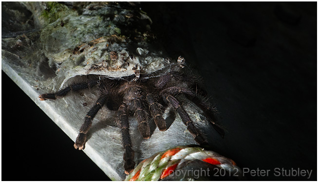 Tarantula.