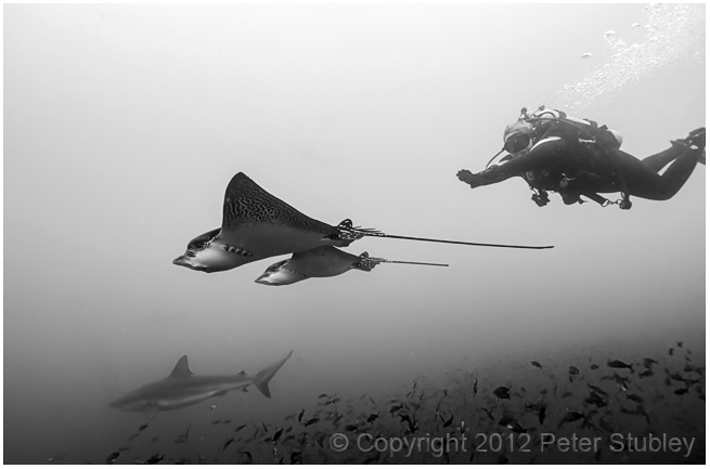 Swimming with eagle rays.