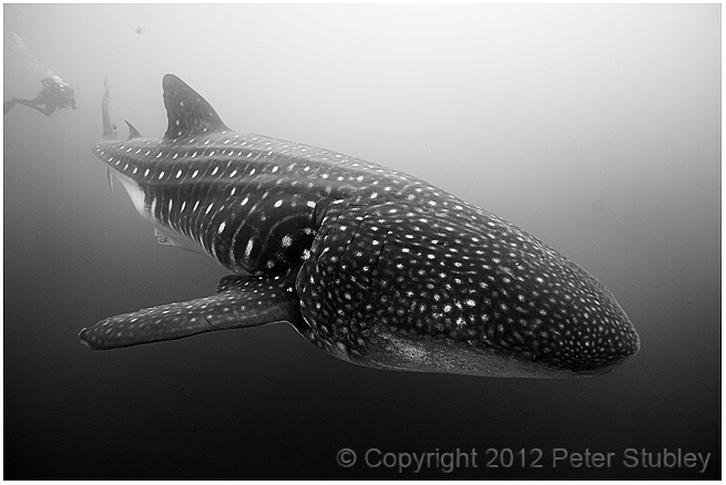 Whale shark.