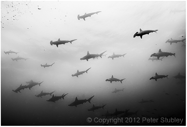 Another school of hammerhead sharks.