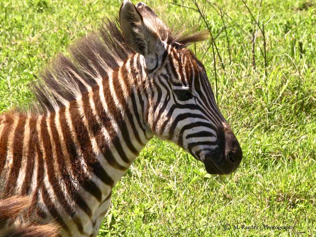 Zebra Baby