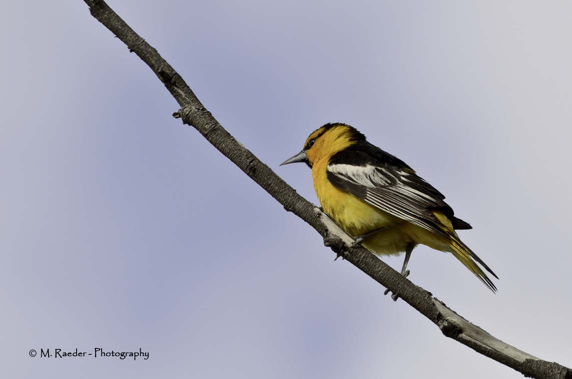 Bullocks Oriole