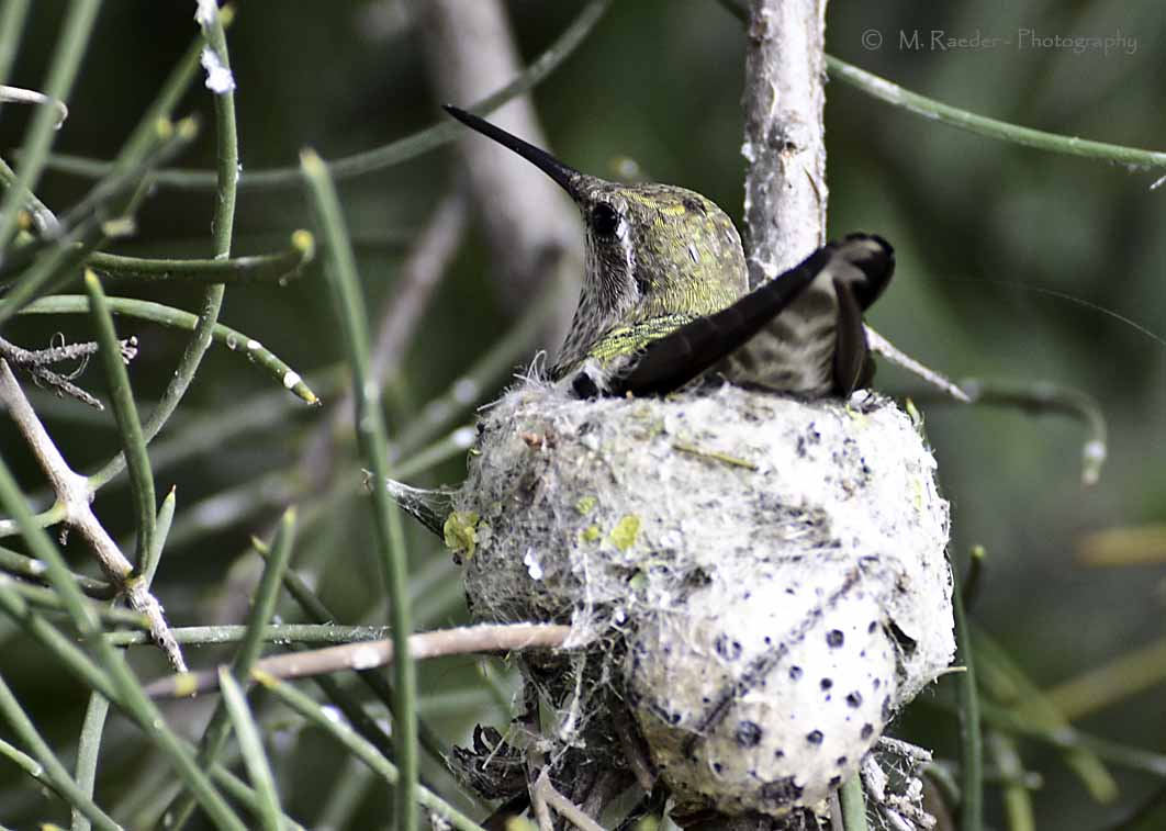 Hummingbird nest