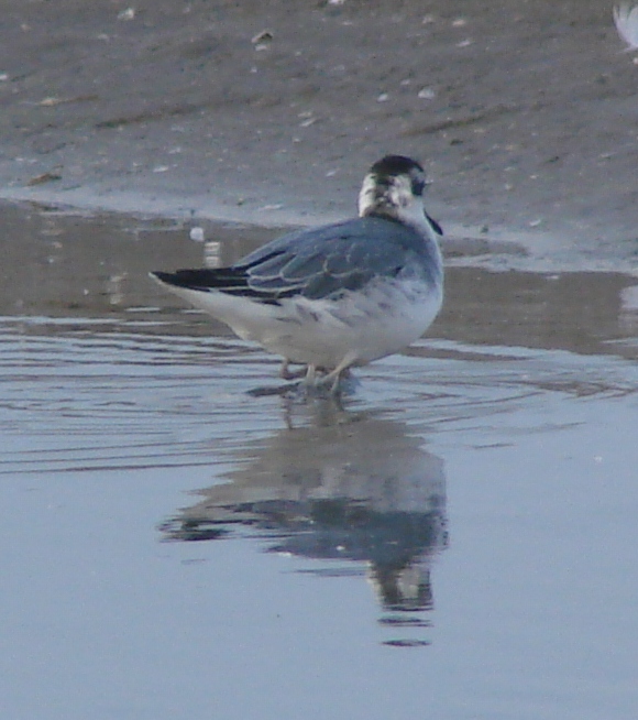Basic Plumaged Red Phalarope