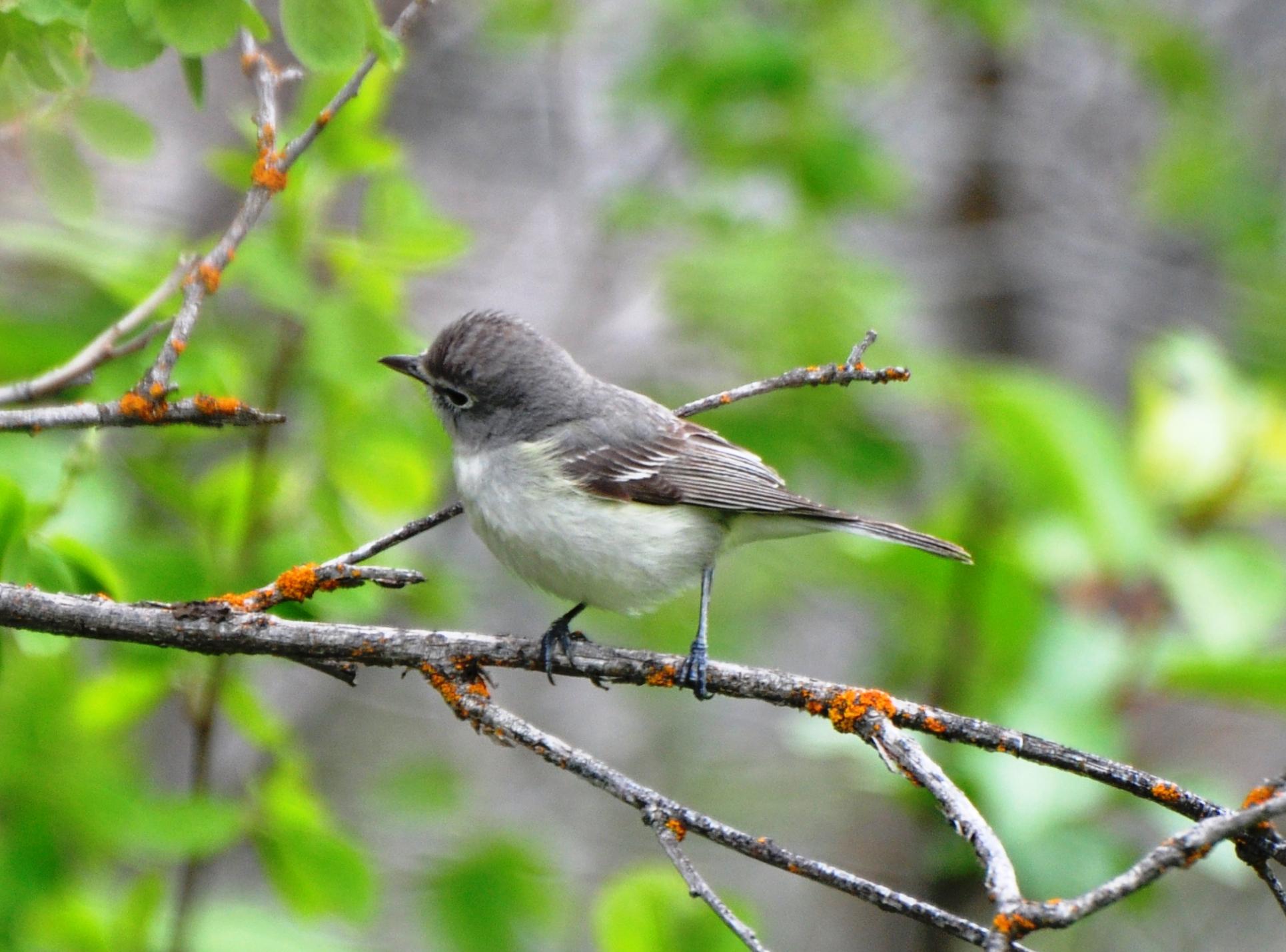 Plumbeous Vireo