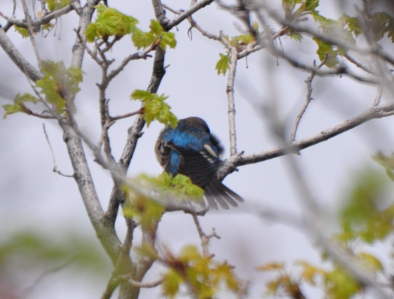 Lazuli Bunting, Male