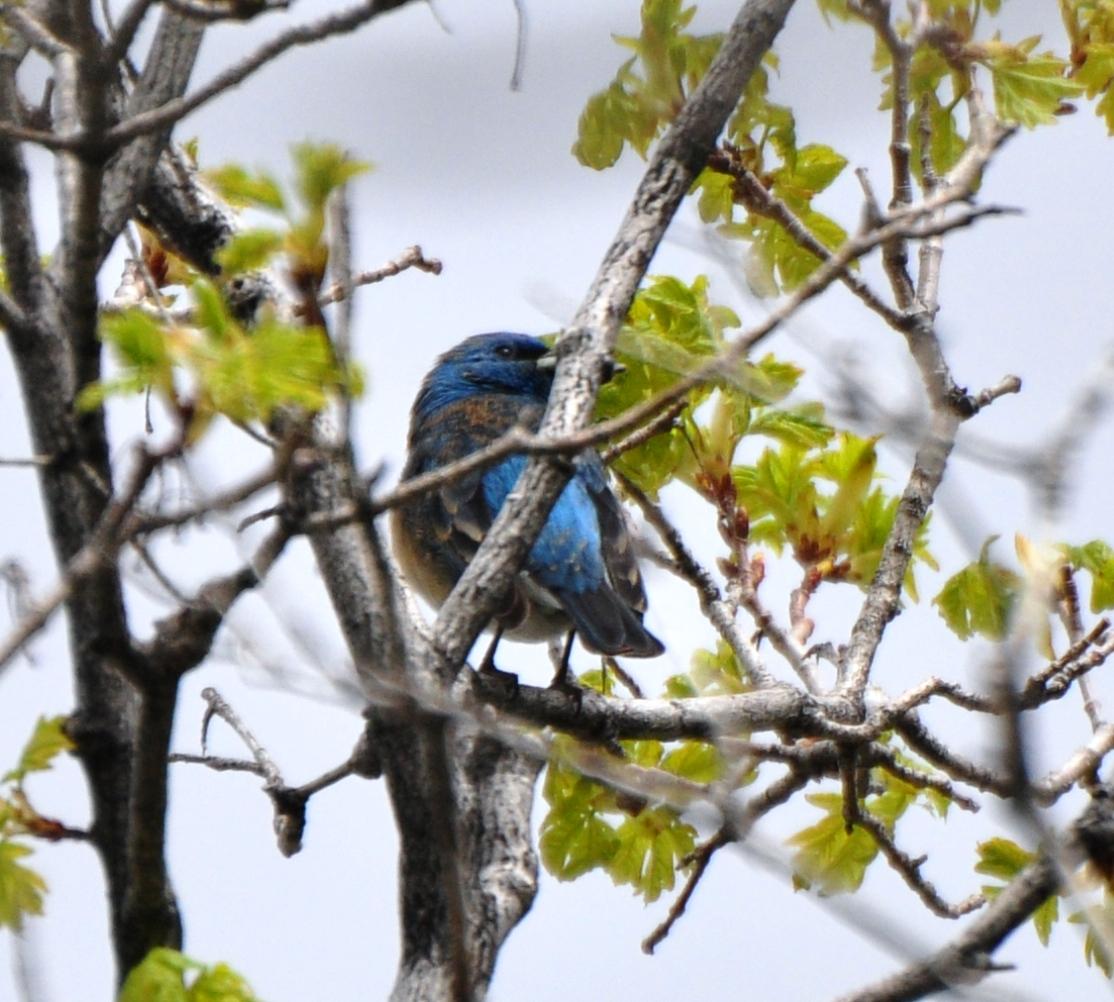 Lazuli Bunting, Male