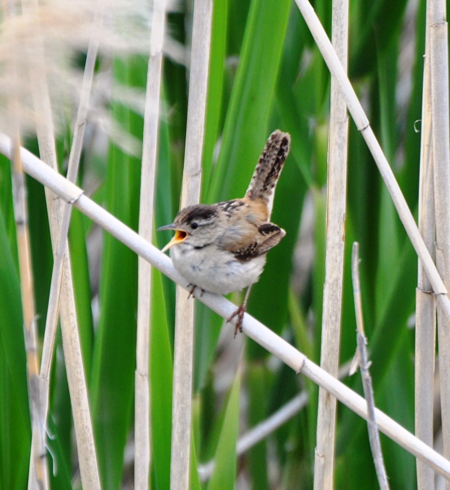 Western Marsh Wren