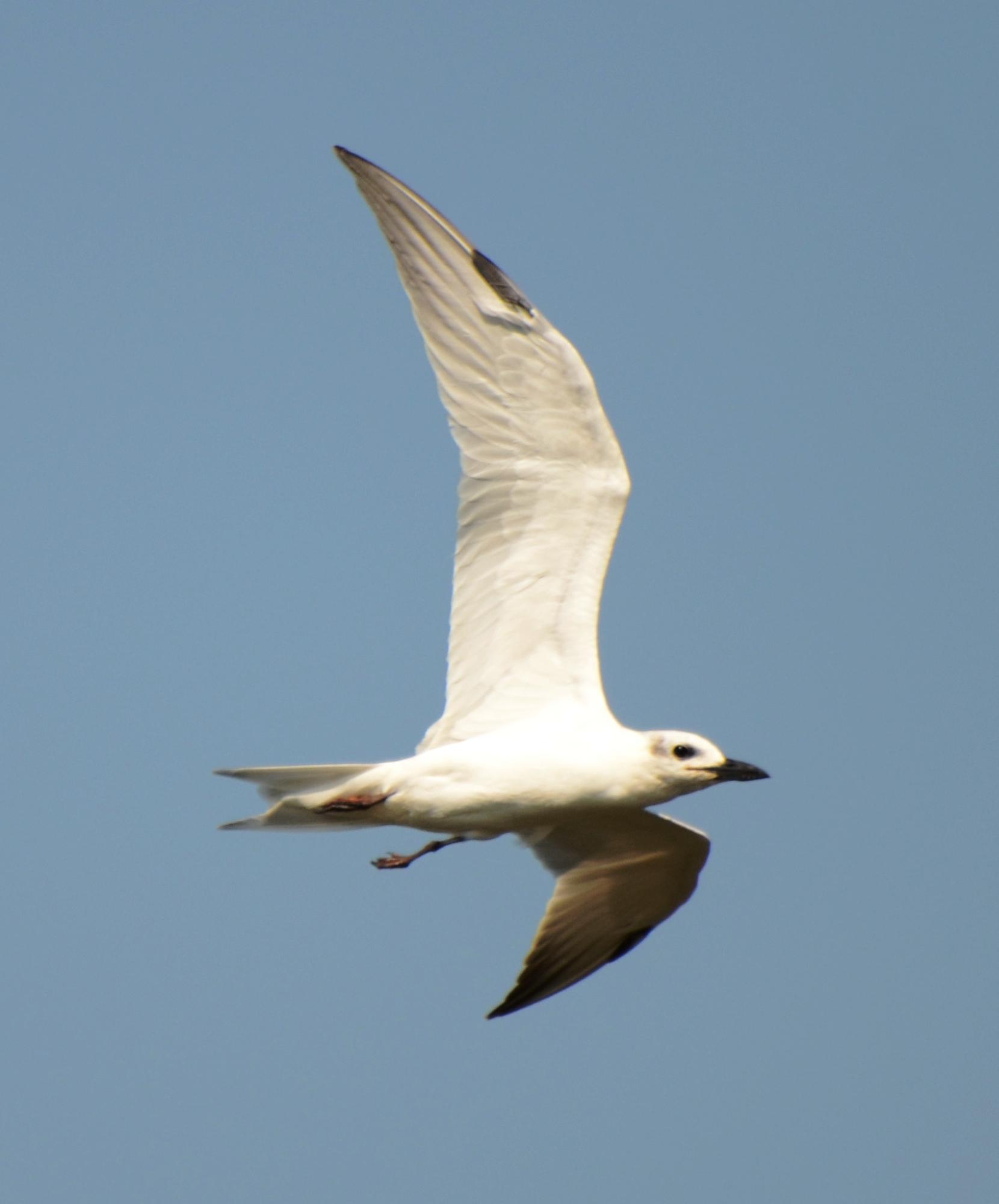 Gull-billed Tern, Basic Plumage