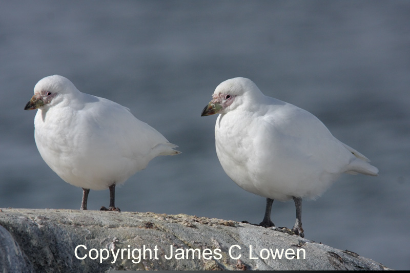 Snowy Sheathbill