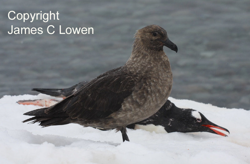 Brown (Subantarctic) Skua