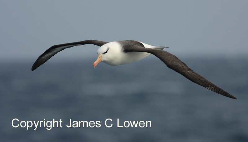 Black-browed Albatross