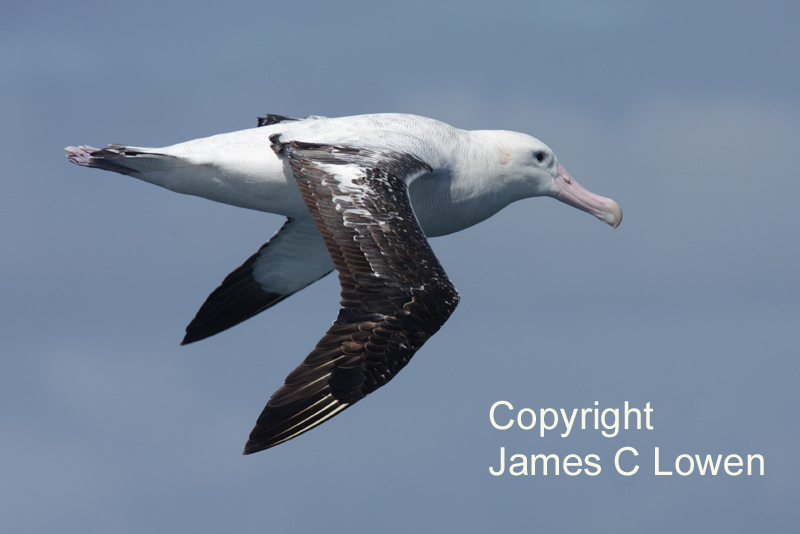 Albatrosses