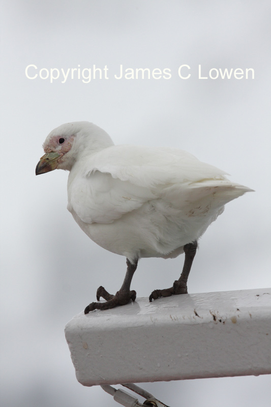 Antarctic, Falklands and South Georgia - other birds