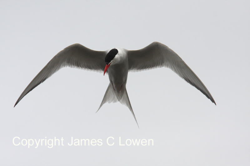 South American Tern