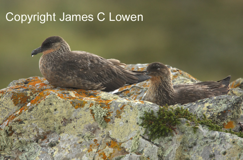 Chilean Skuas