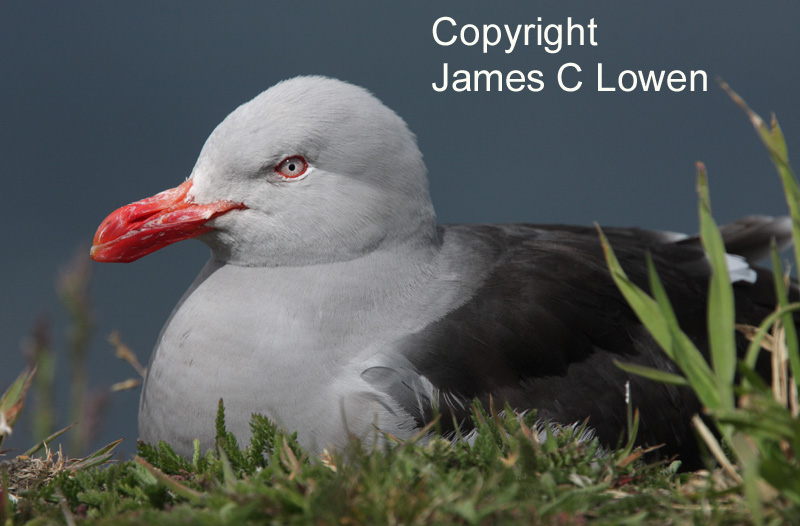 Dolphin Gull