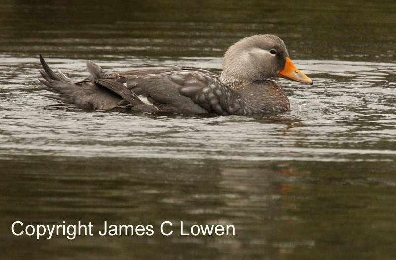 Flying Steamer-duck