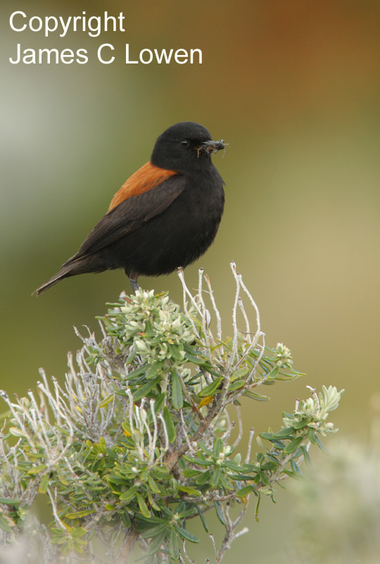 Austral Negrito