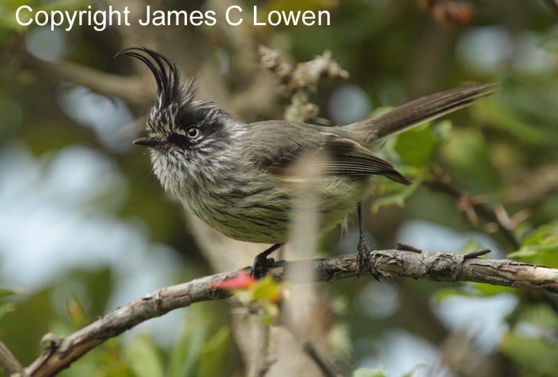 Tufted Tit-tyrant