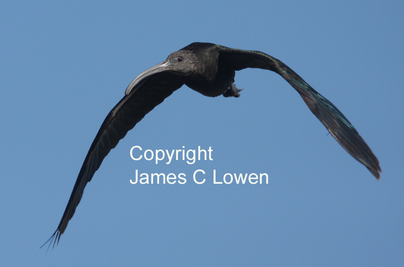 *NEW* White-faced Ibis